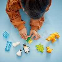 LEGO® DUPLO® 10442 Rodinky divokých zvířat: Tučňáci a lvi_(4)